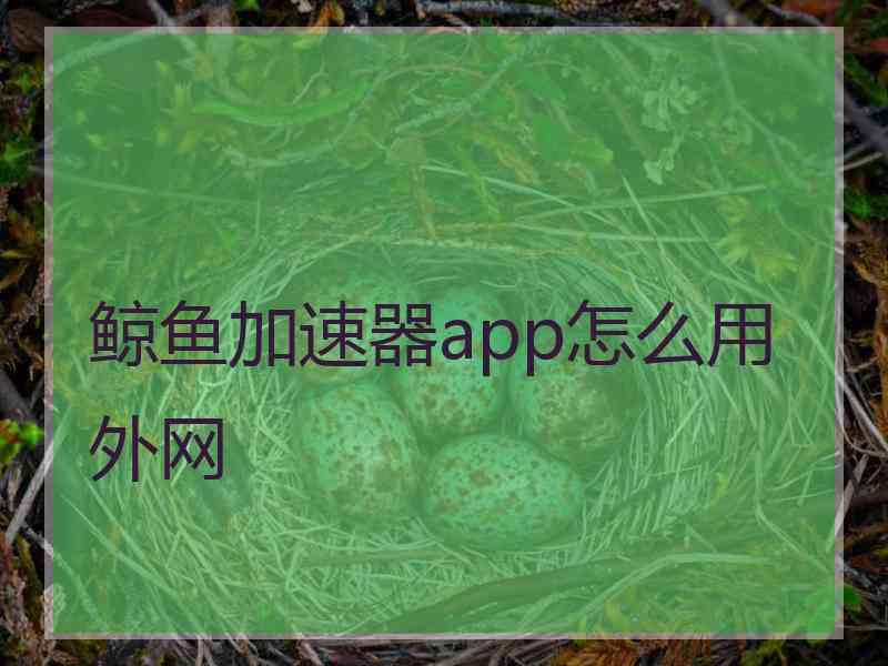 鲸鱼加速器app怎么用外网